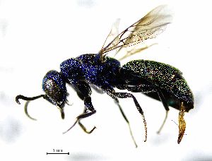  ( - BGE_00625_F08)  @11 [ ] CreativeCommons - Attribution Share - Alike (2066) Unspecified Unspecified