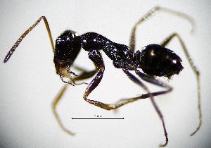  ( - BGE_00625_H03)  @11 [ ] CreativeCommons - Attribution Share - Alike (2103) Unspecified Unspecified