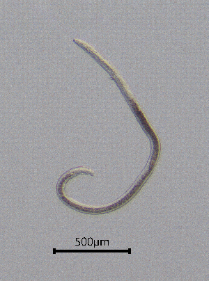  ( - BGE_00627_D05)  @11 [ ] CreativeCommons - Attribution Share - Alike (2025) Unspecified Unspecified