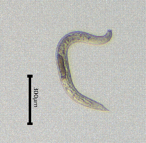  (Elaphonematidae - BGE_00627_H01)  @11 [ ] CreativeCommons - Attribution Share - Alike (2030) Unspecified Unspecified