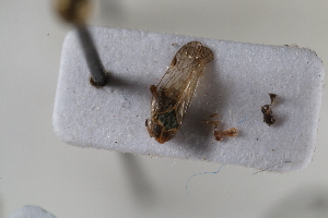  (Hyalesthes luteipes - BGE_00631_A10)  @11 [ ] CreativeCommons - Attribution Share - Alike (2025) Unspecified Unspecified