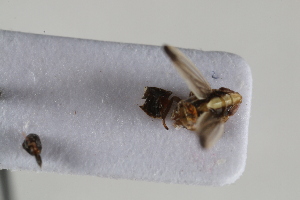  ( - BGE_00631_G10)  @11 [ ] CreativeCommons - Attribution Share - Alike (2025) Unspecified Unspecified