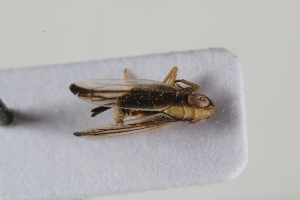  ( - BGE_00631_G11)  @11 [ ] CreativeCommons - Attribution Share - Alike (2025) Unspecified Unspecified