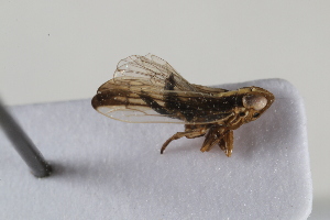  (Kelisia creticola - BGE_00631_G12)  @11 [ ] CreativeCommons - Attribution Share - Alike (2025) Unspecified Unspecified