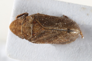  (Tettigometrini - BGE_00631_H03)  @11 [ ] CreativeCommons - Attribution Share - Alike (2025) Unspecified Unspecified