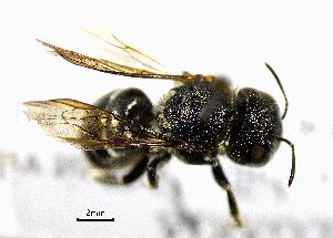  (Osmia distinguenda - BGE_00632_B04)  @11 [ ] CreativeCommons - Attribution Share - Alike (2025) Unspecified Unspecified