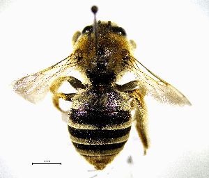  ( - BGE_00632_E03)  @11 [ ] CreativeCommons - Attribution Share - Alike (2033) Unspecified Unspecified