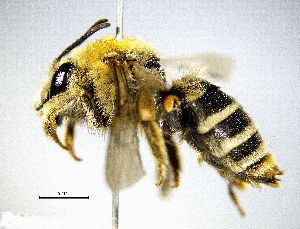  ( - BGE_00632_E03)  @11 [ ] CreativeCommons - Attribution Share - Alike (2034) Unspecified Unspecified