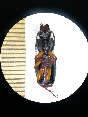  (Pterostichus bruckii - BGE_00633_B06)  @11 [ ] CreativeCommons - Attribution Share - Alike (2025) Unspecified Unspecified