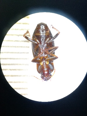  (Calathus fuscipes - BGE_00633_D01)  @11 [ ] CreativeCommons - Attribution Share - Alike (2025) Unspecified Unspecified