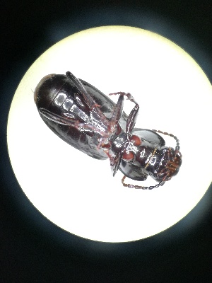  (Pterostichus incommodus - BGE_00633_D11)  @11 [ ] CreativeCommons - Attribution Share - Alike (2025) Unspecified Unspecified