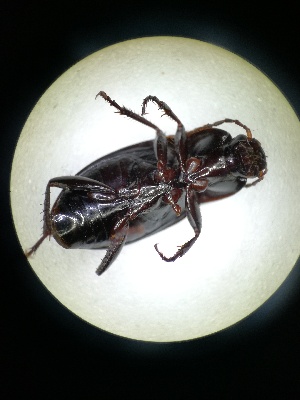  (Calathus distinguendus - BGE_00633_E01)  @11 [ ] CreativeCommons - Attribution Share - Alike (2025) Unspecified Unspecified