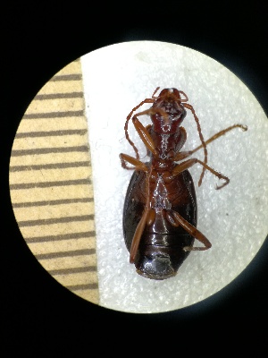  (Platynus scrobiculatus - BGE_00634_D07)  @11 [ ] CreativeCommons - Attribution Share - Alike (2044) Unspecified Unspecified