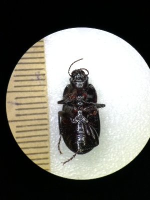  ( - BGE_00634_F07)  @11 [ ] CreativeCommons - Attribution Share - Alike (2025) Unspecified Unspecified