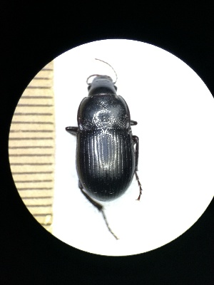  ( - BGE_00634_F07)  @11 [ ] CreativeCommons - Attribution Share - Alike (2025) Unspecified Unspecified