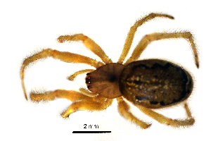  (Enoplognatha bryjai - BGE_00635_B04)  @11 [ ] CreativeCommons - Attribution Share - Alike (2025) Unspecified Unspecified