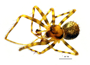  (Ero koreana - BGE_00635_E09)  @11 [ ] CreativeCommons - Attribution Share - Alike (2030) Unspecified Unspecified