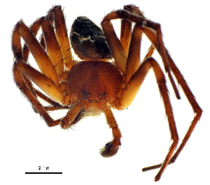  ( - BGE_00636_A10)  @11 [ ] CreativeCommons - Attribution Share - Alike (2025) Unspecified Unspecified