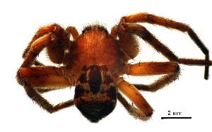  ( - BGE_00636_A11)  @11 [ ] CreativeCommons - Attribution Share - Alike (2025) Unspecified Unspecified