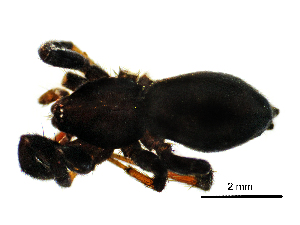  (Drassyllus villicoides - BGE_00636_B01)  @11 [ ] CreativeCommons - Attribution Share - Alike (2025) Unspecified Unspecified