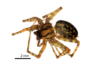  (Tegenaria euxinica - BGE_00636_F03)  @11 [ ] CreativeCommons - Attribution Share - Alike (2025) Unspecified Unspecified