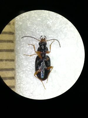  (Bembidion inoptatum - BGE_00639_A08)  @11 [ ] CreativeCommons - Attribution Share - Alike (2025) Unspecified Unspecified