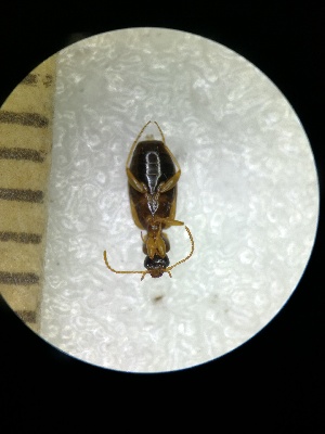  ( - BGE_00639_C06)  @11 [ ] CreativeCommons - Attribution Share - Alike (2025) Unspecified Unspecified