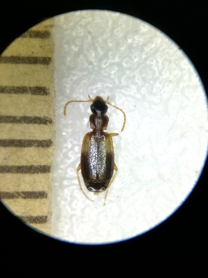  ( - BGE_00639_C06)  @11 [ ] CreativeCommons - Attribution Share - Alike (2025) Unspecified Unspecified