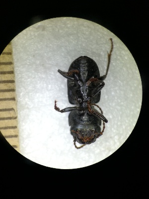  (Dixus obscurus - BGE_00639_D09)  @11 [ ] CreativeCommons - Attribution Share - Alike (2025) Unspecified Unspecified