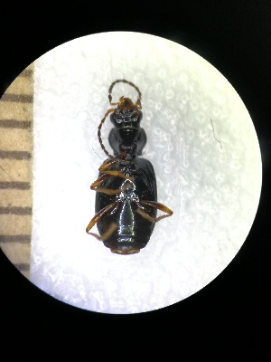  (Bembidion dalmatinum dalmatinum - BGE_00639_H01)  @11 [ ] CreativeCommons - Attribution Share - Alike (2025) Unspecified Unspecified