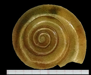  (Morlina glabra - BGE_00641_A12)  @11 [ ] CreativeCommons - Attribution Share - Alike (2025) Unspecified Unspecified