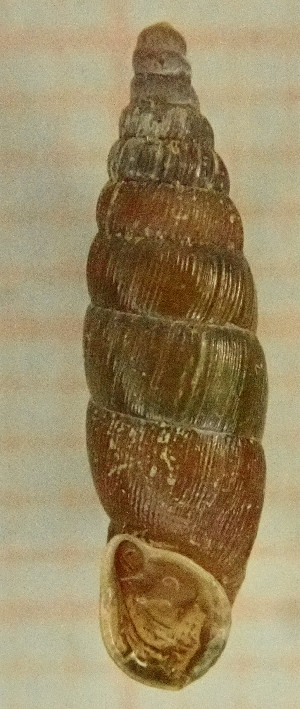  ( - BGE_00641_D08)  @11 [ ] CreativeCommons - Attribution Share - Alike (2025) Unspecified Unspecified