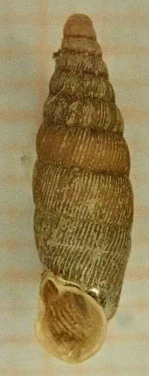  ( - BGE_00641_D09)  @11 [ ] CreativeCommons - Attribution Share - Alike (2025) Unspecified Unspecified