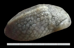  (Milacidae - BGE_00641_E01)  @11 [ ] CreativeCommons - Attribution Share - Alike (2025) Unspecified Unspecified