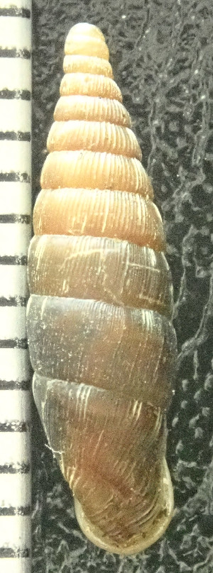  ( - BGE_00641_H02)  @11 [ ] CreativeCommons - Attribution Share - Alike (2025) Unspecified Unspecified