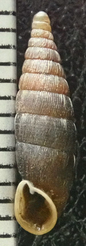  ( - BGE_00641_H03)  @11 [ ] CreativeCommons - Attribution Share - Alike (2025) Unspecified Unspecified