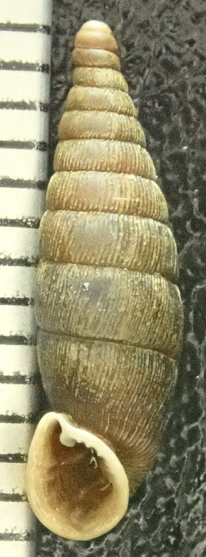  ( - BGE_00641_H04)  @11 [ ] CreativeCommons - Attribution Share - Alike (2025) Unspecified Unspecified