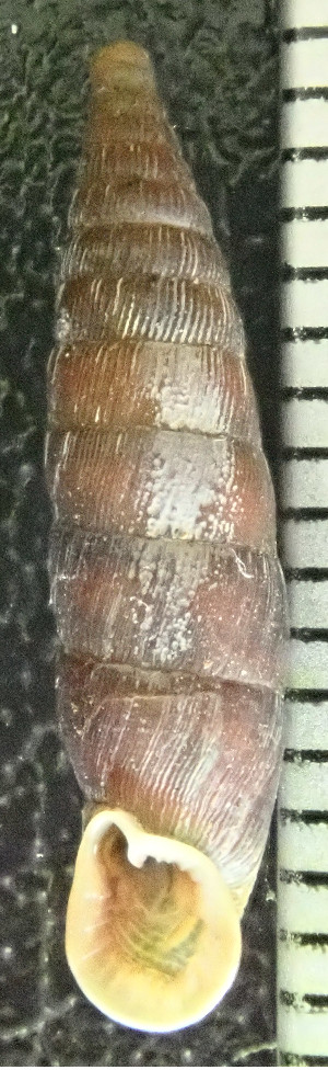  ( - BGE_00641_H08)  @11 [ ] CreativeCommons - Attribution Share - Alike (2025) Unspecified Unspecified