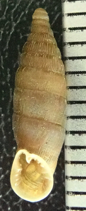  (Strigillaria denticulata - BGE_00641_H09)  @11 [ ] CreativeCommons - Attribution Share - Alike (2025) Unspecified Unspecified