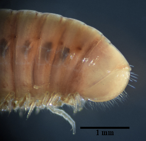  (Apfelbeckiella - BGE_00642_A10)  @11 [ ] CreativeCommons - Attribution Share - Alike (2025) Unspecified Unspecified