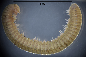  (Apfelbeckiella bulgarica - BGE_00642_B12)  @11 [ ] CreativeCommons - Attribution Share - Alike (2025) Unspecified Unspecified