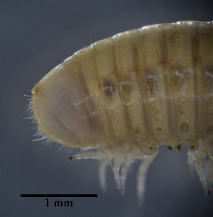  ( - BGE_00642_B12)  @11 [ ] CreativeCommons - Attribution Share - Alike (2025) Unspecified Unspecified