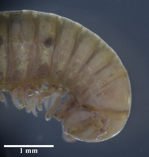  ( - BGE_00642_B12)  @11 [ ] CreativeCommons - Attribution Share - Alike (2025) Unspecified Unspecified