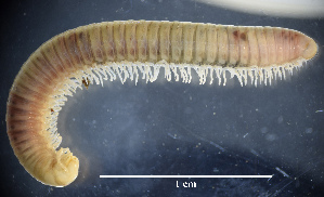  (Apfelbeckiella byzantina - BGE_00642_C02)  @11 [ ] CreativeCommons - Attribution Share - Alike (2025) Unspecified Unspecified