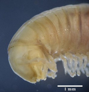  ( - BGE_00642_C02)  @11 [ ] CreativeCommons - Attribution Share - Alike (2025) Unspecified Unspecified