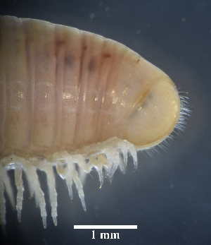  ( - BGE_00642_C02)  @11 [ ] CreativeCommons - Attribution Share - Alike (2025) Unspecified Unspecified