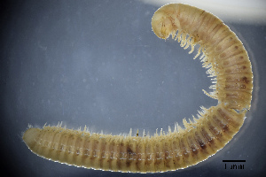  ( - BGE_00642_C10)  @11 [ ] CreativeCommons - Attribution Share - Alike (2027) Unspecified Unspecified