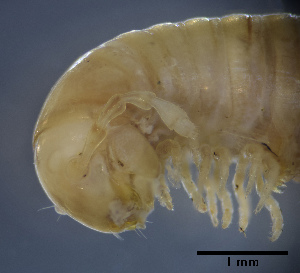  ( - BGE_00642_C10)  @11 [ ] CreativeCommons - Attribution Share - Alike (2028) Unspecified Unspecified