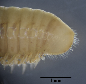  ( - BGE_00642_C10)  @11 [ ] CreativeCommons - Attribution Share - Alike (2029) Unspecified Unspecified