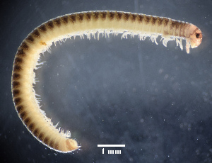  (Xestoiulus - BGE_00642_D01)  @11 [ ] CreativeCommons - Attribution Share - Alike (2034) Unspecified Unspecified